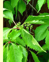 Виноград дикий или девичий виноград (Vitis hederacea Willd.) Виноград дикий или девичий виноград (Vitis hederacea Willd.)